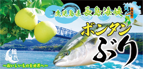 鹿児島は長島の（有）鶴長水産が養殖している「ボンタンぶり」。